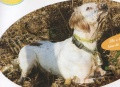 Setter Anglais IENA DE L'ECHO DE LA FORET Setter Anglais IENA DE L'ECHO DE LA FORET